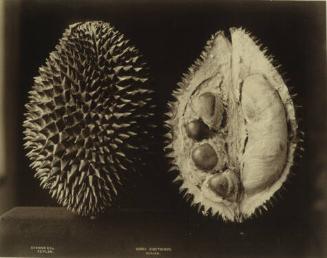 Durio Zibethinus. Durian (Spiked Skin Fruit)