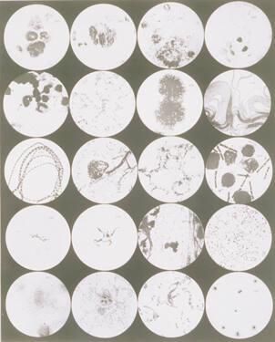 Pathogenic Microorganisms, Plate IX (Pathogen Mikroorganismen)