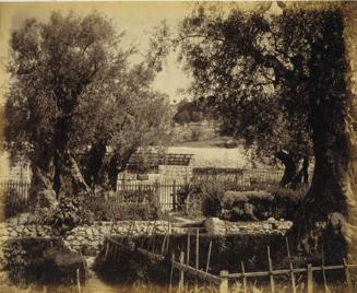View in the Garden of Gethsemane