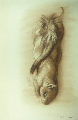 Study of a Squirrel