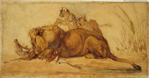 Lion with Cubs Consuming a Gazelle