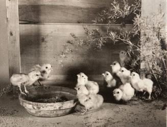 Nine Chicks
