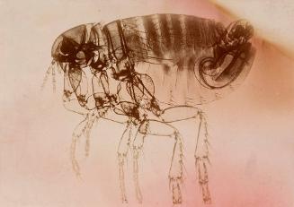 Untitled (Microscopic Study of a Flea)