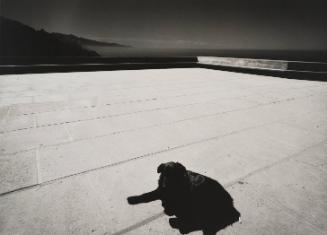 Dog on Terrace