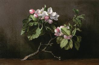 Apple Blossom Branch on a Table