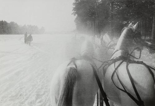 Sleigh Horses, Moscow Countryside