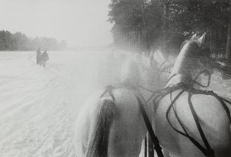 Sleigh Horses, Moscow Countryside