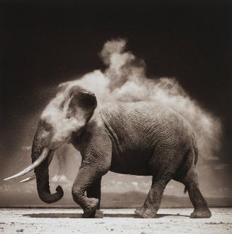 Elephant with Exploding Dust, Amboseli