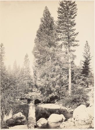 Douglas Fir (Librocedrus decurrens) and Ponderosa Pine (Pinus ponderosa) at Clark's, Yosemite