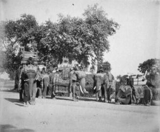 The Viceroy's Elephants in their State Trappings