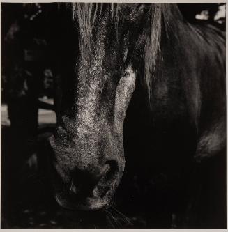 Old Horse, Chilmark 8, 1971