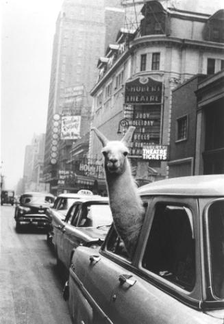 A Llama in Times Square, New York City, USA