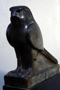 Horus falcon