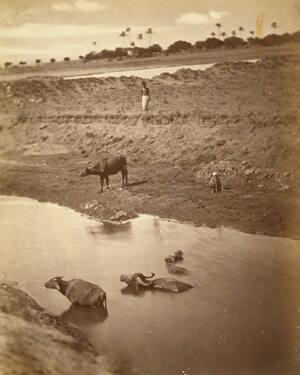 Untitled (Egypt, Water Buffalo in River)