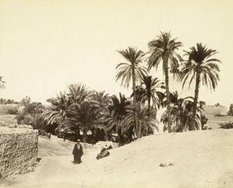 Untitled (Grove of Palms, Luxor)