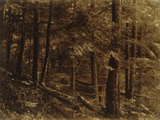 Dark Woods with Fallen Trees