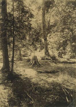 Two Stumps Amid Trees