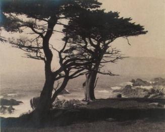 Untitled (Monterey Pine Trees)