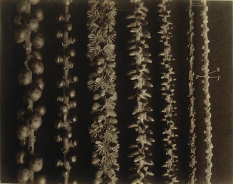 Male and Female Botanical Study