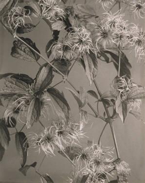 Clematis Virginiana