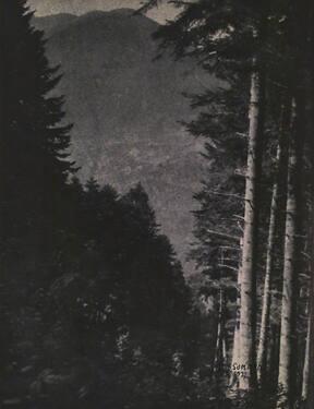 Pyrenean Forest