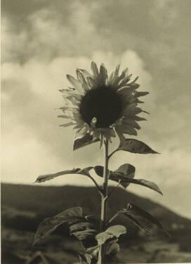 Untitled (Sunflower)