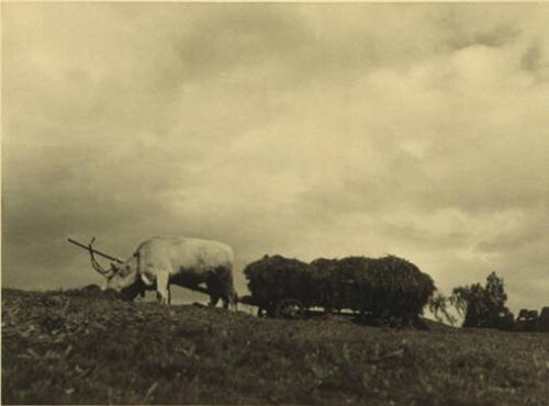 Untitled (Ox Cart)
