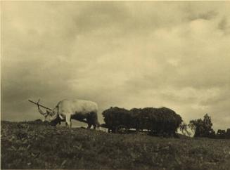 Untitled (Ox Cart)