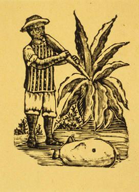 Untitled (Man tasting leaf of a plant)