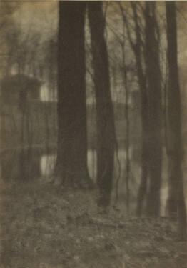 Trees by Lake