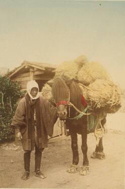 A Pack Horse