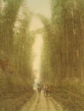 Bamboo Grove Near Kyoto