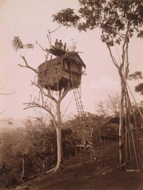 Tree House