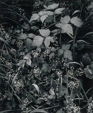 Trailside, Near Juneau, Alaska