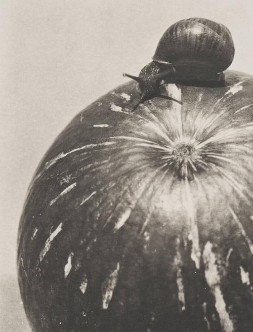 Calabaza y caracol (Squash and Snail)