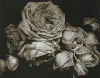 Heavy Roses, Voulangis, France