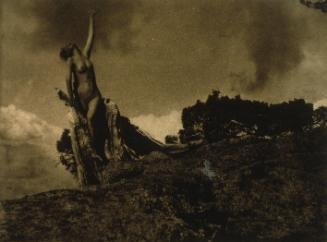 Soul of the Blasted Pine