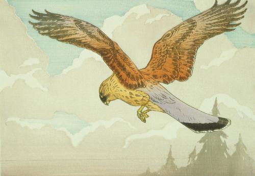 Kestrel Hovering