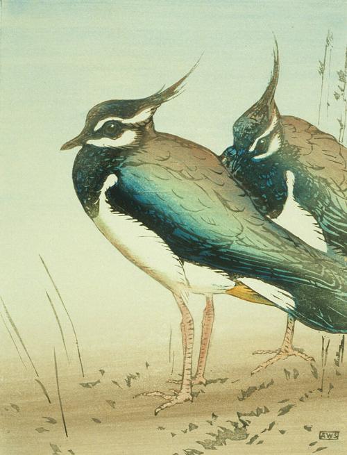 Pewits