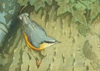Nuthatch