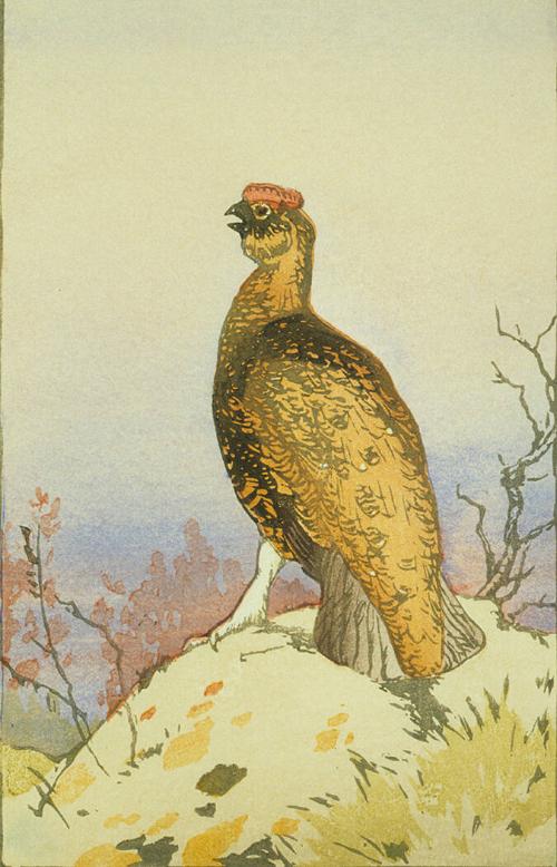 Red Grouse