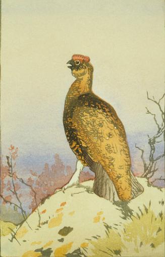 Red Grouse