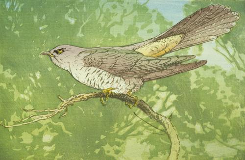 Cuckoo Calling