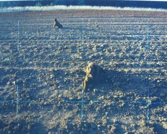 Red Setters in Red Field, Charlotte, North Carolina