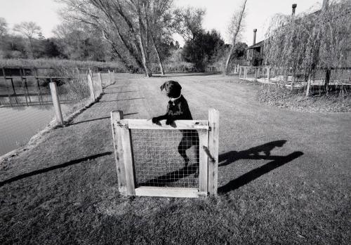 Gate and Guard Dog
