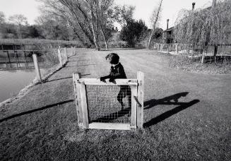 Gate and Guard Dog