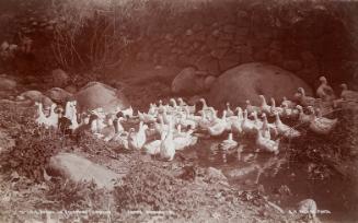 Scene in Sycamore Canyon, Santa Barbara