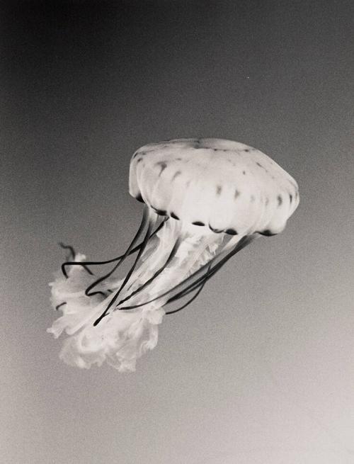 Jellyfish #8