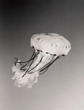 Jellyfish #8