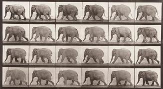 Untitled (Elephant)